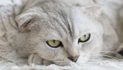 爱游戏智能平台-高校篮球推广体能恢复课程延长运动员竞技寿命，高校篮球现状