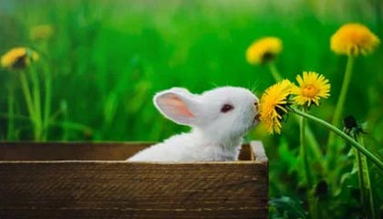 爱游戏智能平台-高校篮球推广体能恢复课程延长运动员竞技寿命，高校篮球现状